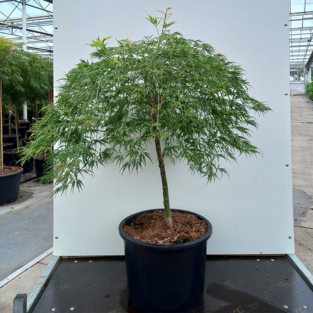 Acer palmatum Dissectum Viridis Tree - Image 6
