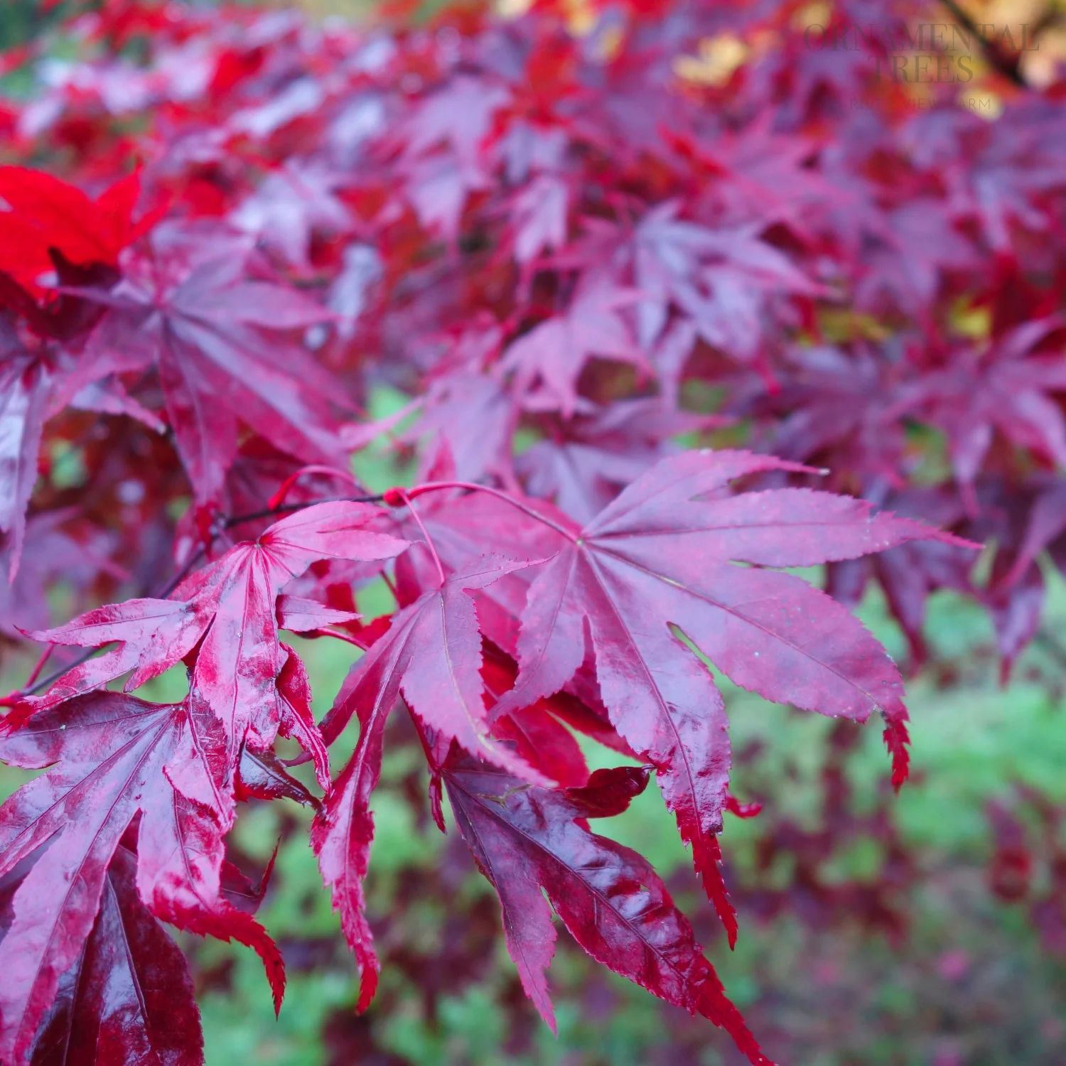 Acer palmatum 'Fireglow' - Image 3