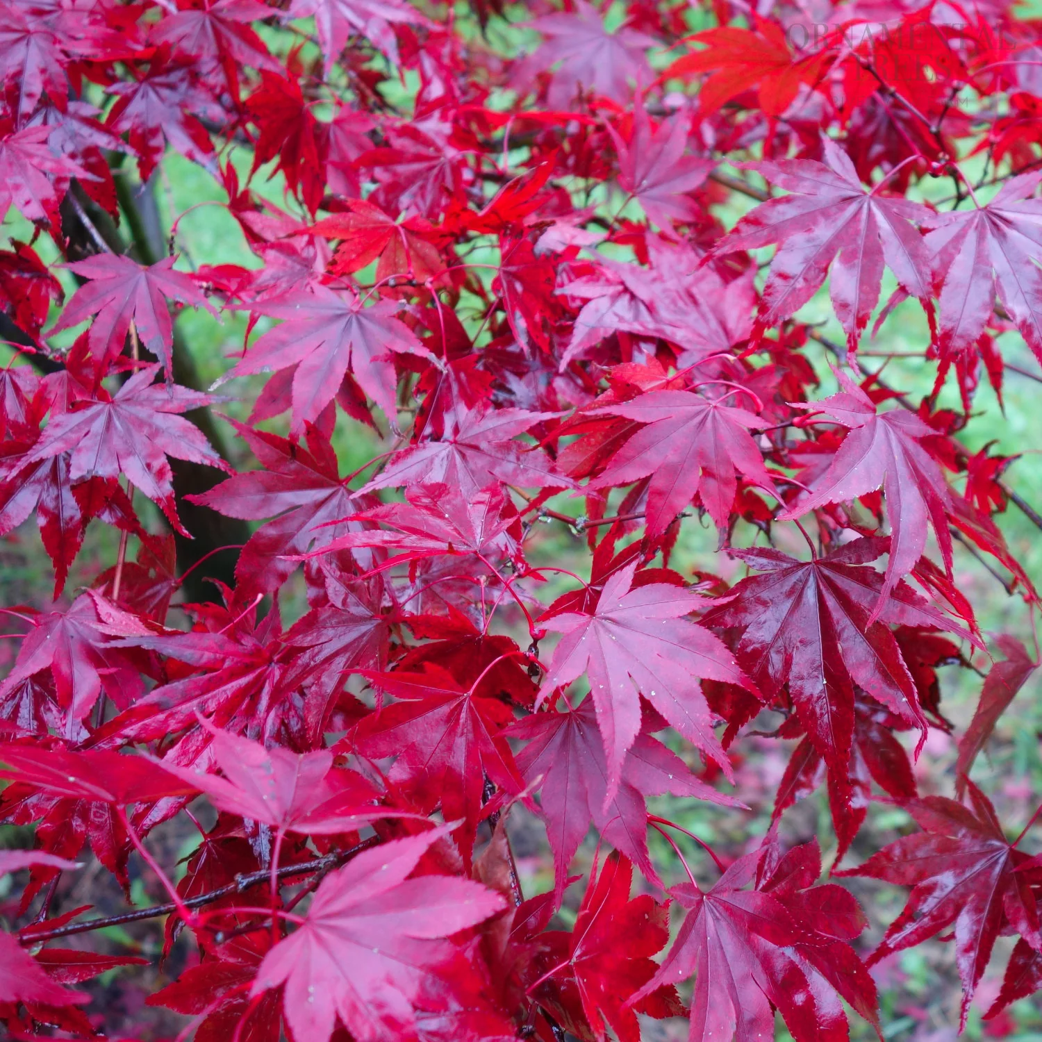 Acer palmatum 'Fireglow' - Image 4
