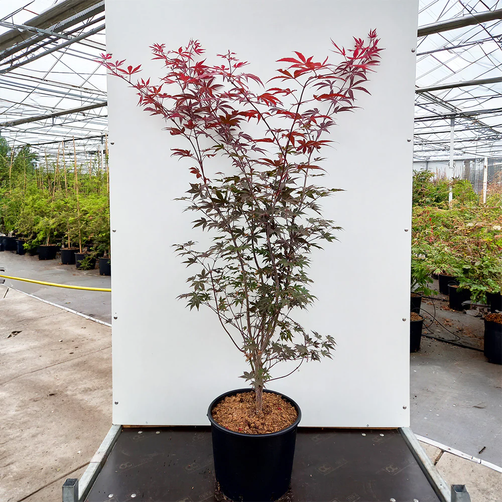 Acer palmatum 'Fireglow' - Image 5