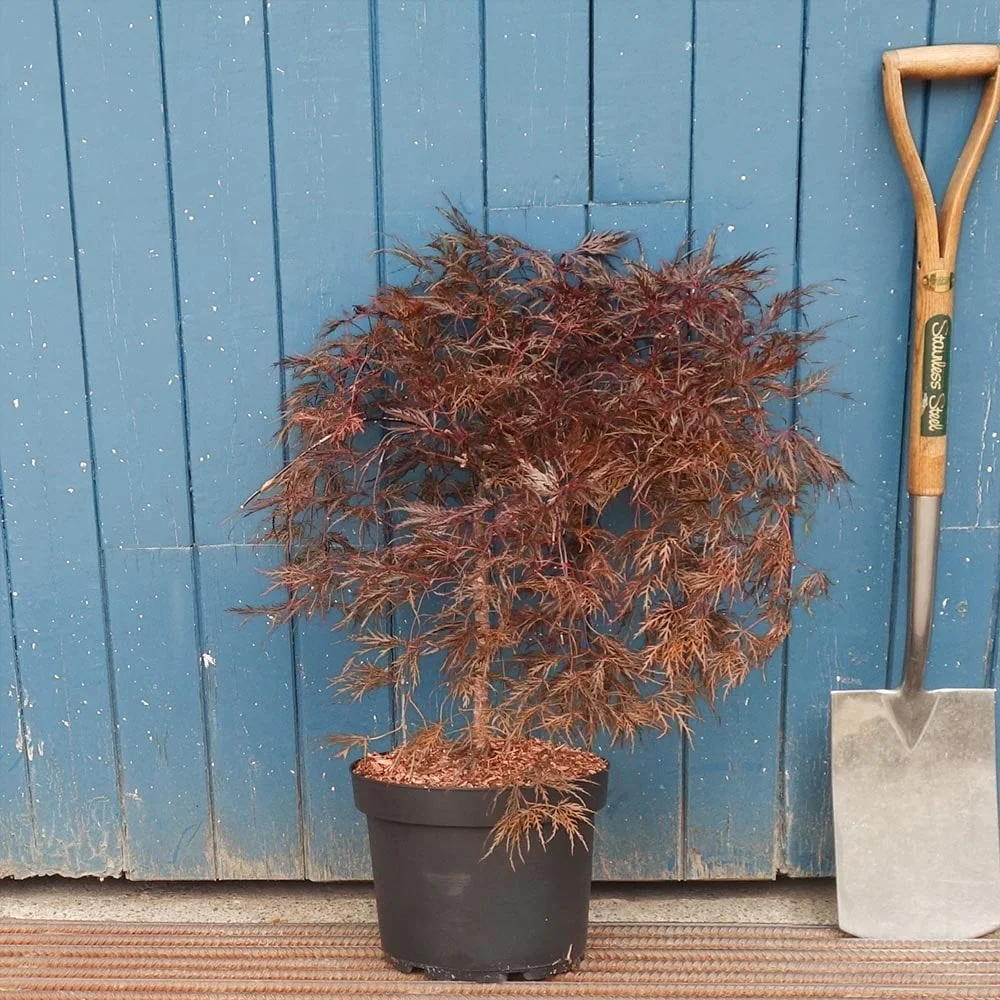Acer palmatum 'Inaba-shidare' Tree - Image 3
