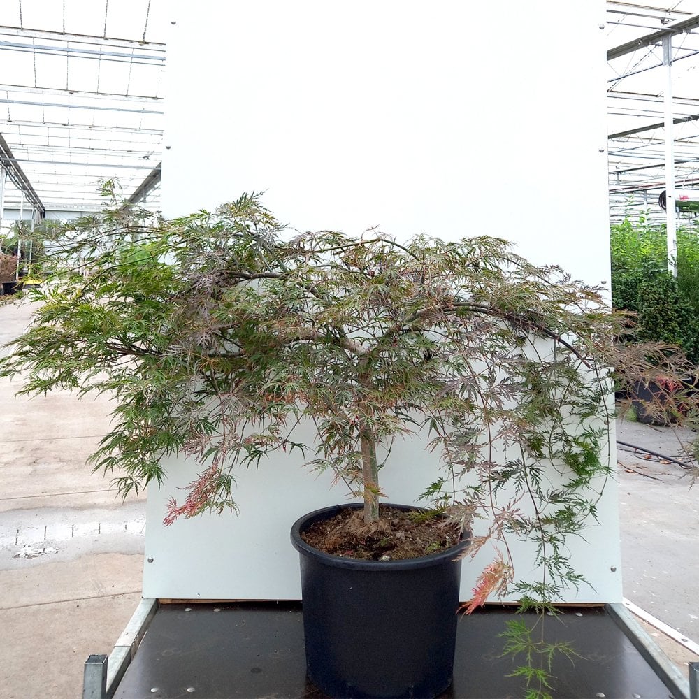 Acer palmatum 'Inaba-shidare' Tree - Image 4