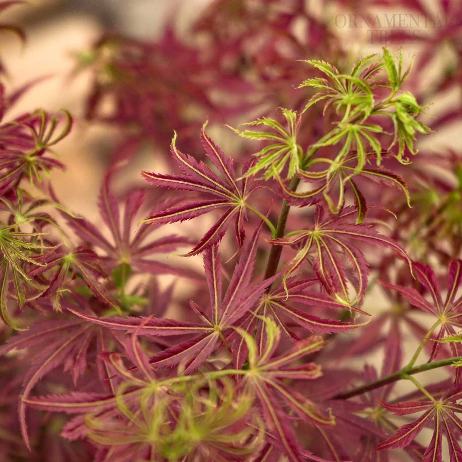 Acer palmatum 'Jerre Schwartz'