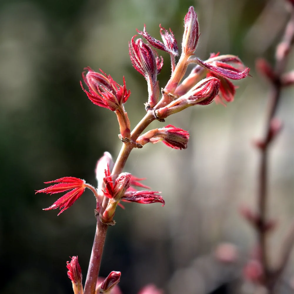 Acer palmatum 'Jerre Schwartz' - Image 2