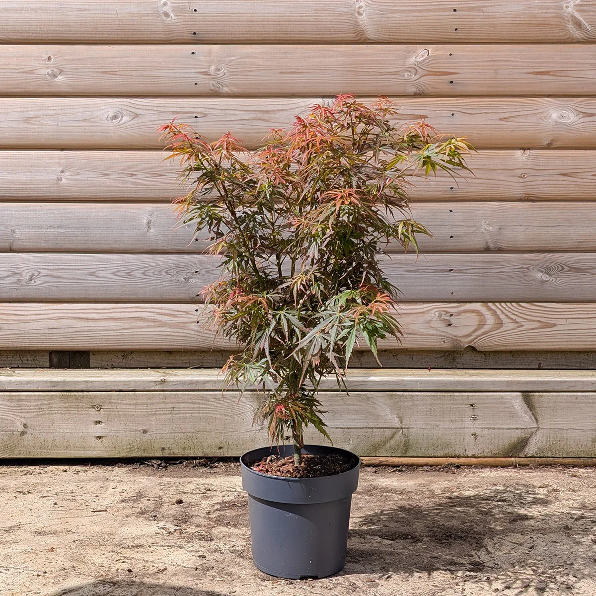 Acer palmatum 'Jerre Schwartz' - Image 3