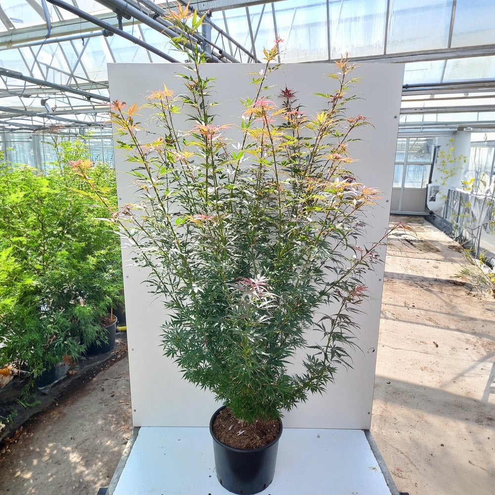 Acer palmatum 'Jerre Schwartz' - Image 4