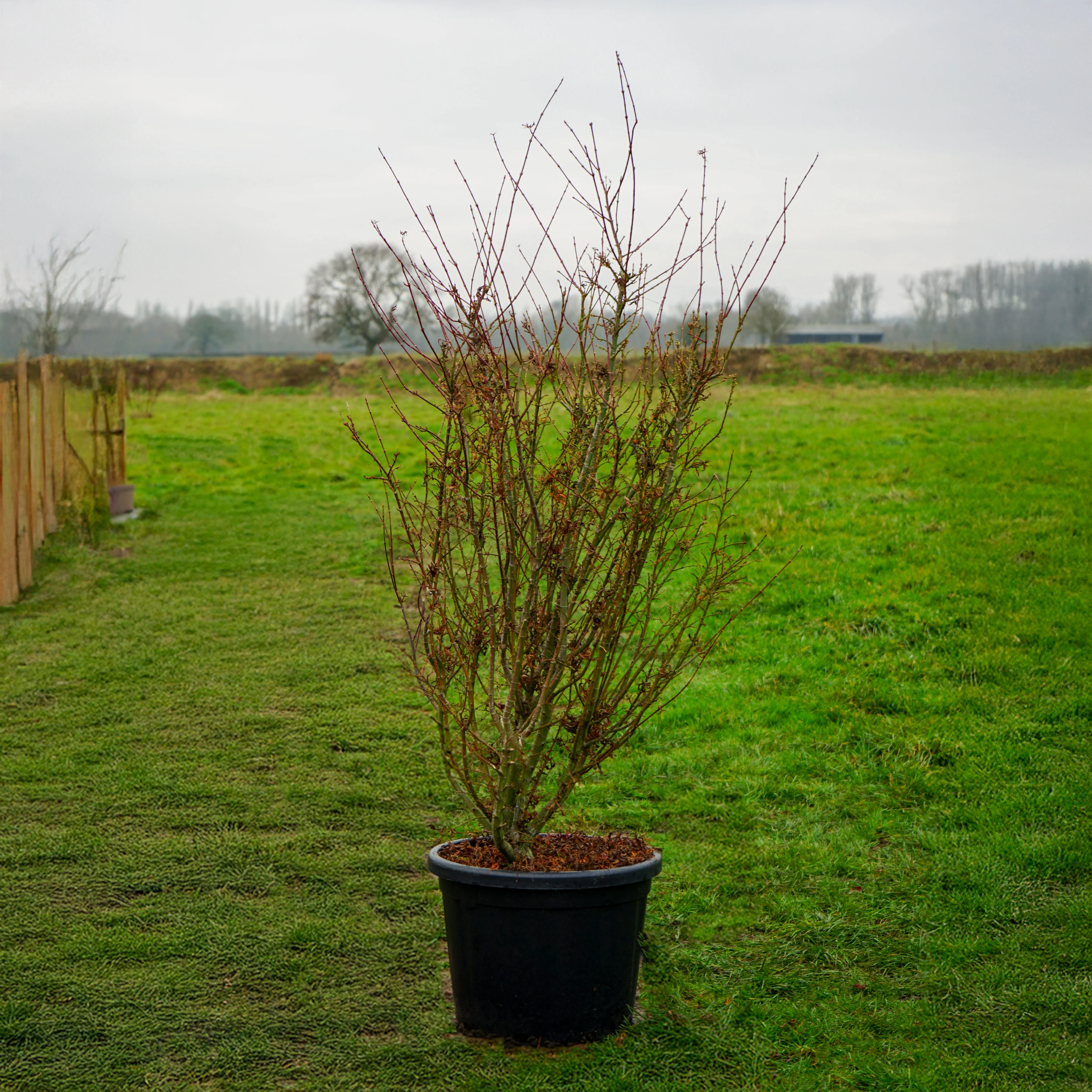 Acer palmatum 'Jerre Schwartz' - Image 5