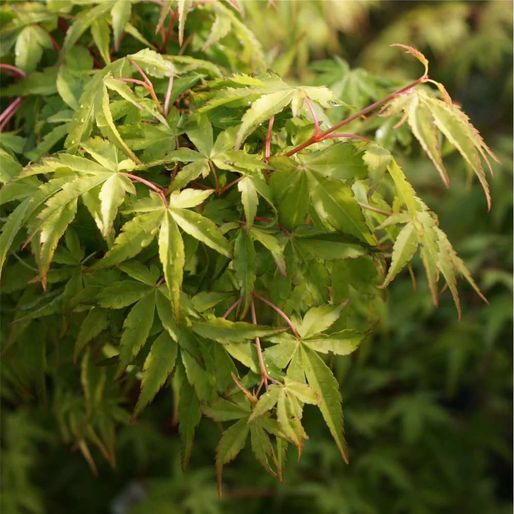 Acer palmatum 'Katsura' Tree - Image 3