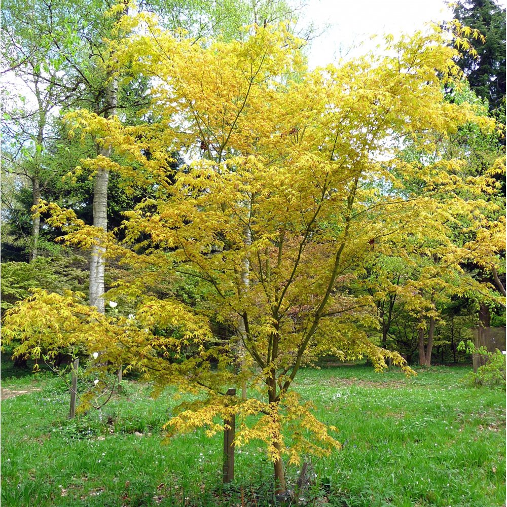 Acer palmatum 'Katsura' Tree - Image 4