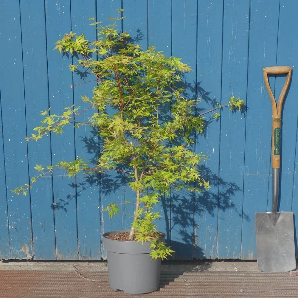 Acer palmatum 'Katsura' Tree - Image 5