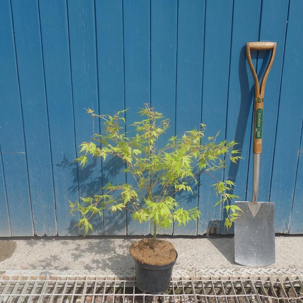 Acer palmatum 'Katsura' Tree - Image 6