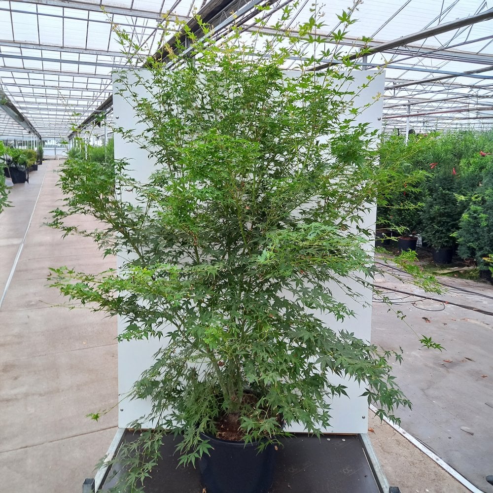 Acer palmatum 'Katsura' Tree - Image 7