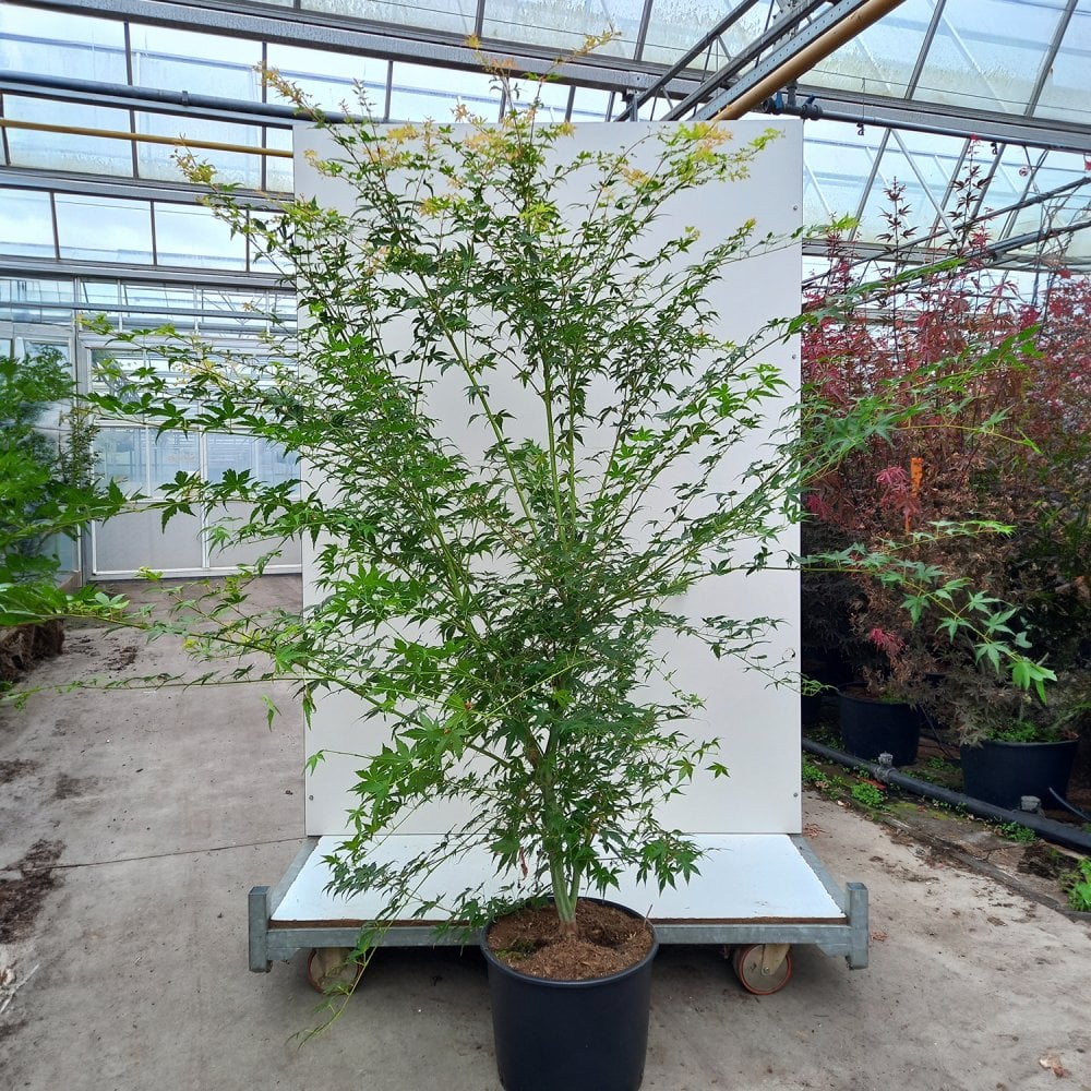 Acer palmatum 'Katsura' Tree - Image 8