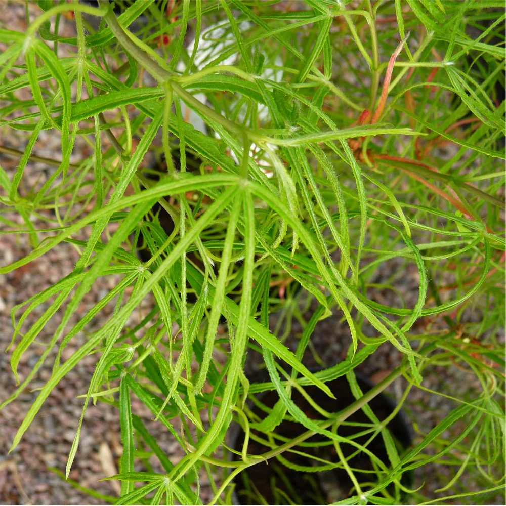 Acer palmatum Kinshi - Image 2