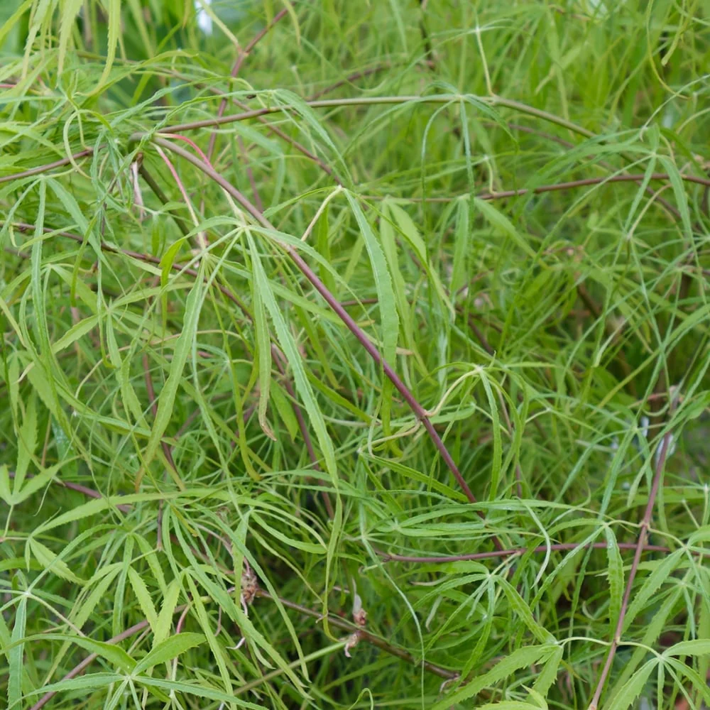 Acer palmatum Kinshi - Image 3