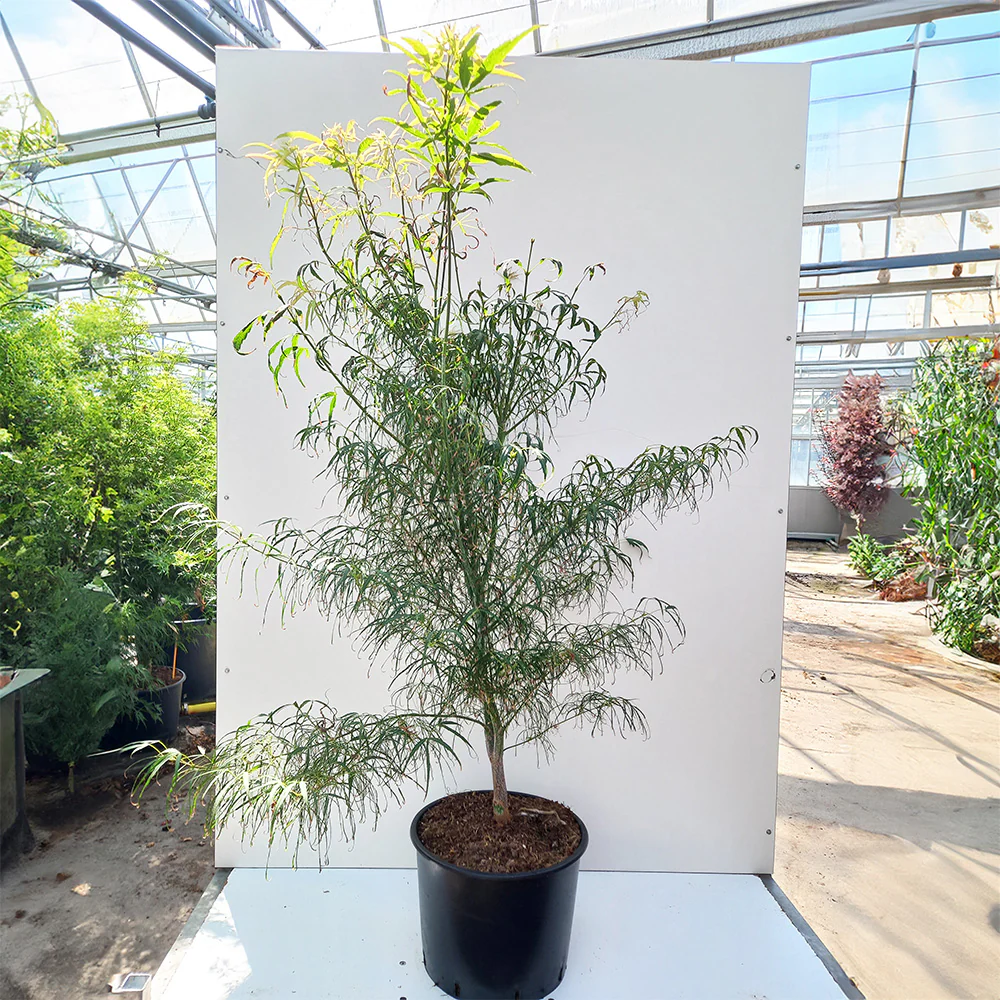 Acer palmatum 'Koto-no-ito' - Image 3