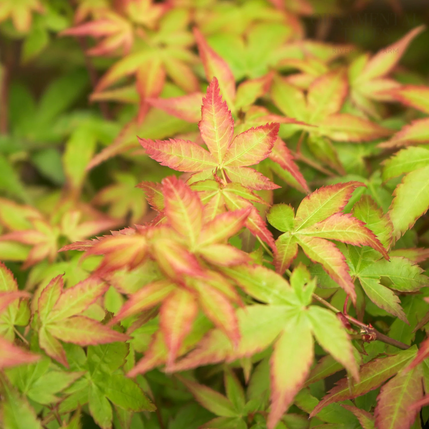 Acer palmatum 'Little Princess'