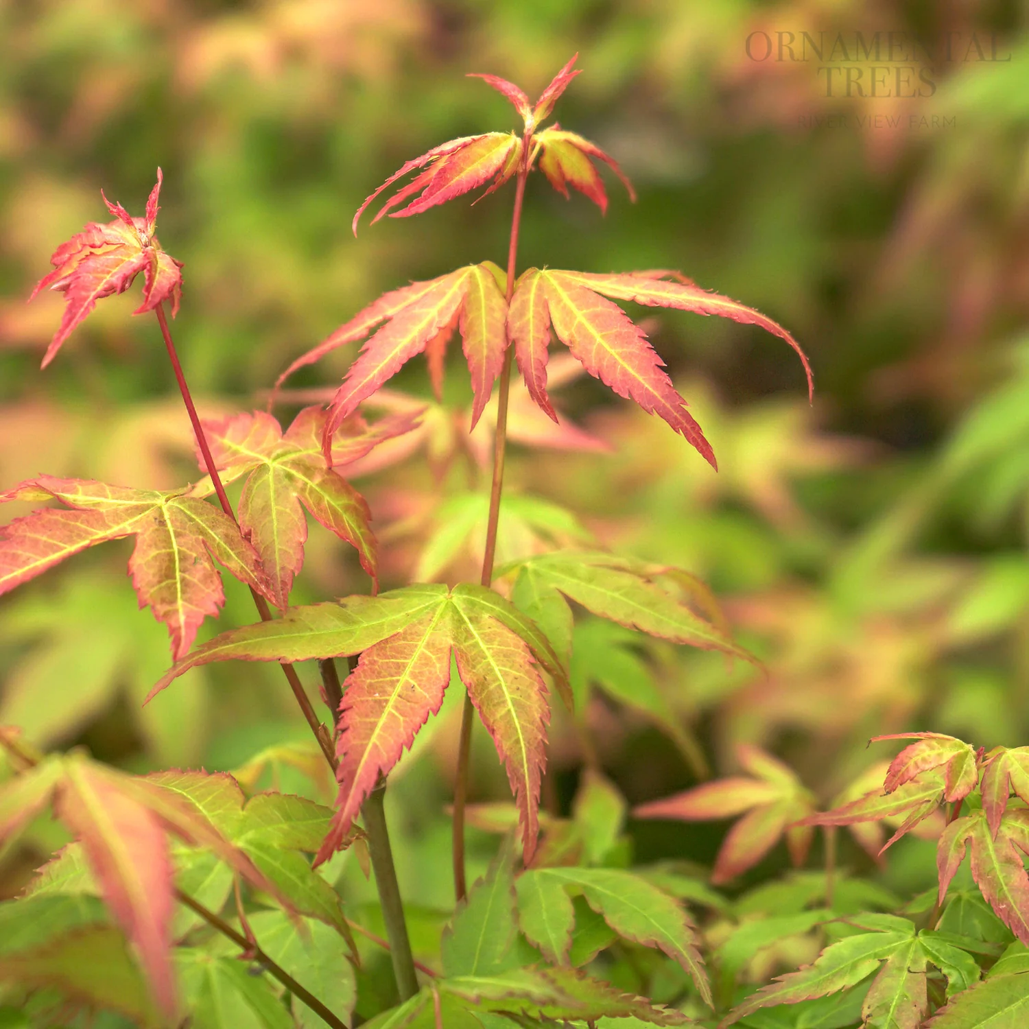 Acer palmatum 'Little Princess' - Image 2