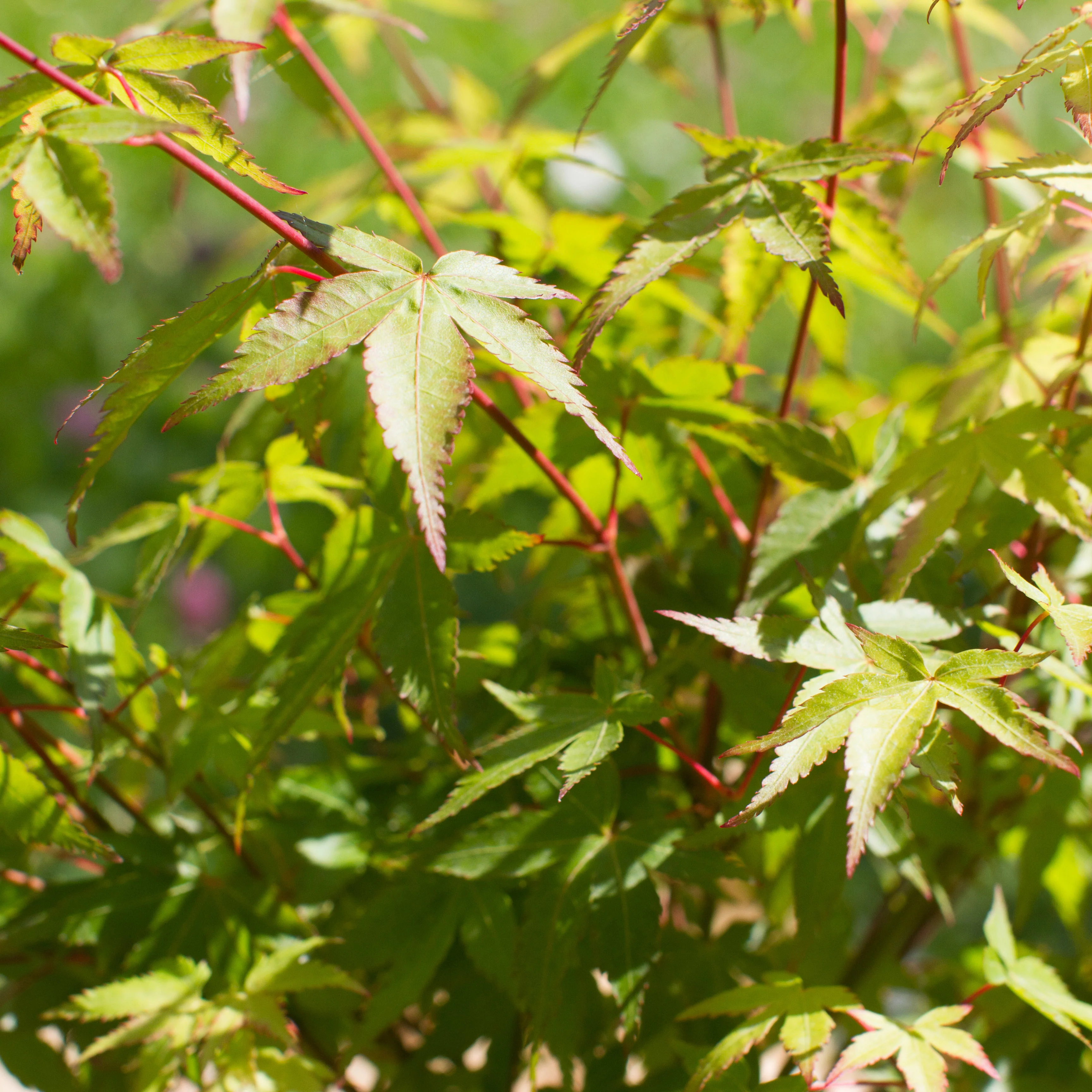 Acer palmatum 'Little Princess' - Image 3