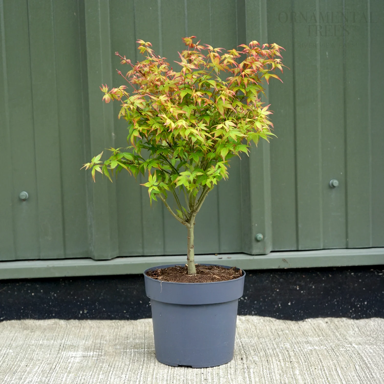 Acer palmatum 'Little Princess' - Image 4