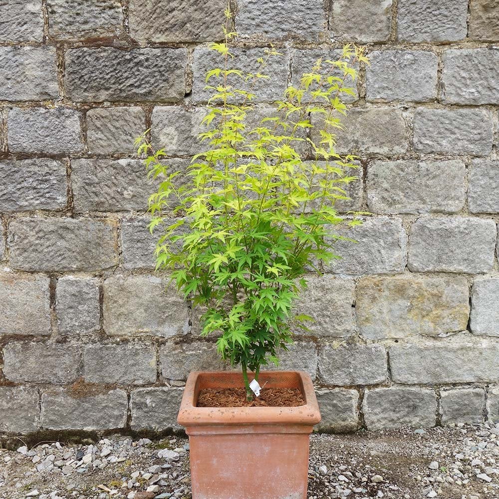 Acer palmatum 'Orange Dream' Tree - Image 3