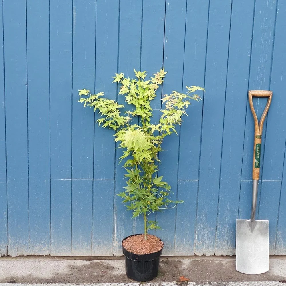 Acer palmatum 'Orange Dream' Tree - Image 4