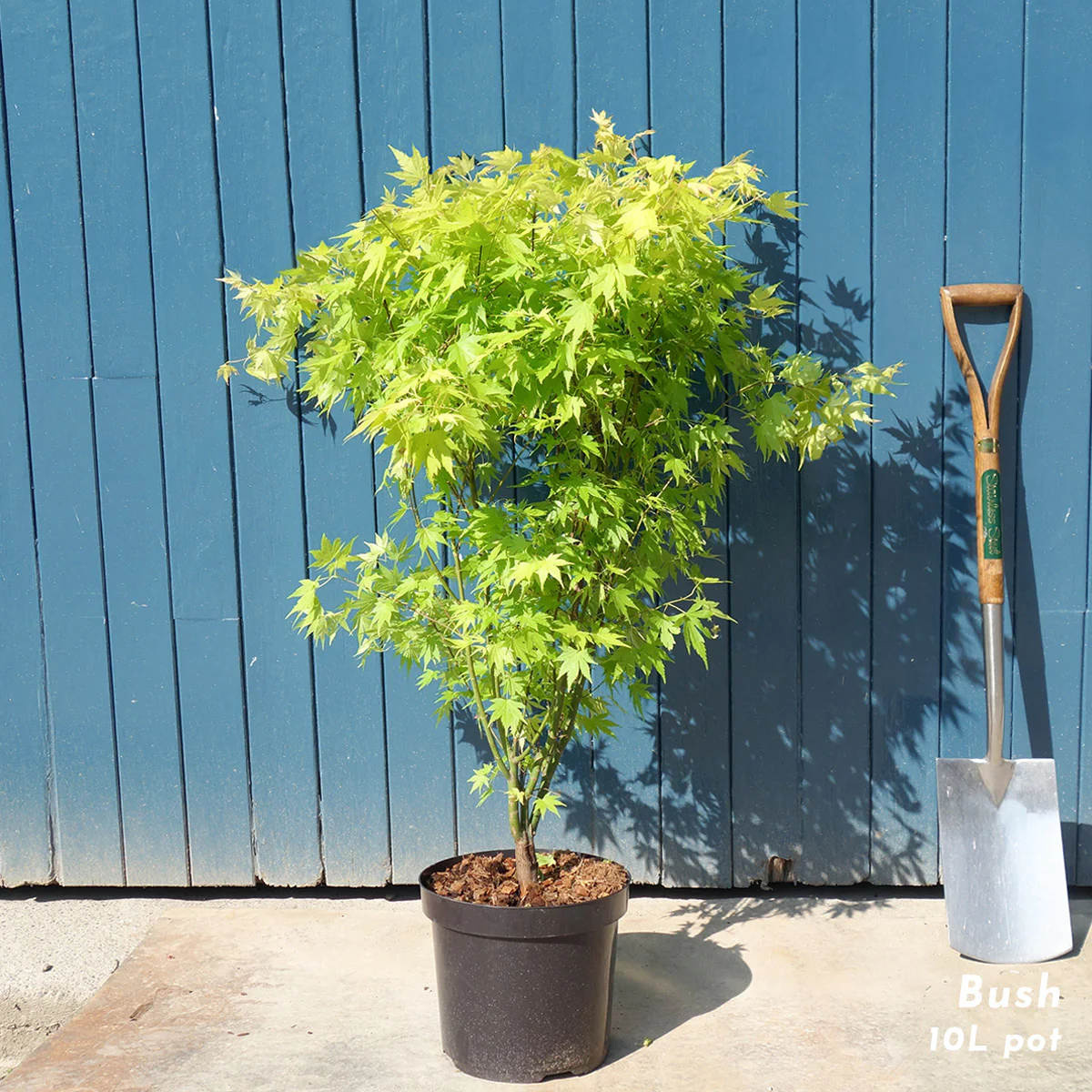 Acer palmatum 'Orange Dream' Tree - Image 5