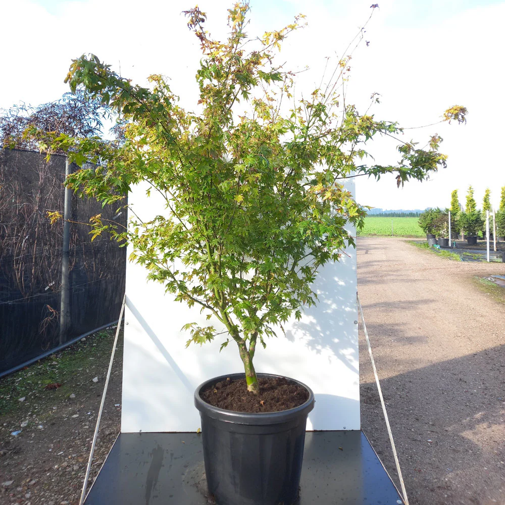 Acer palmatum 'Orange Dream' Tree - Image 6