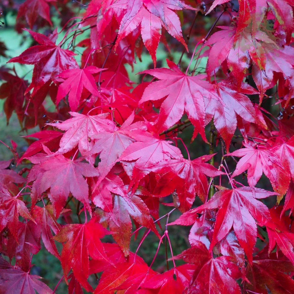 Acer palmatum 'Osakazuki' Tree - Image 3