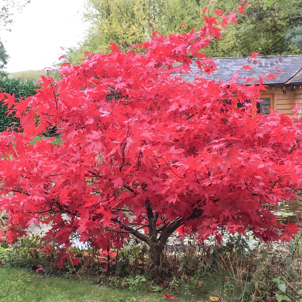 Acer palmatum 'Osakazuki' Tree - Image 4