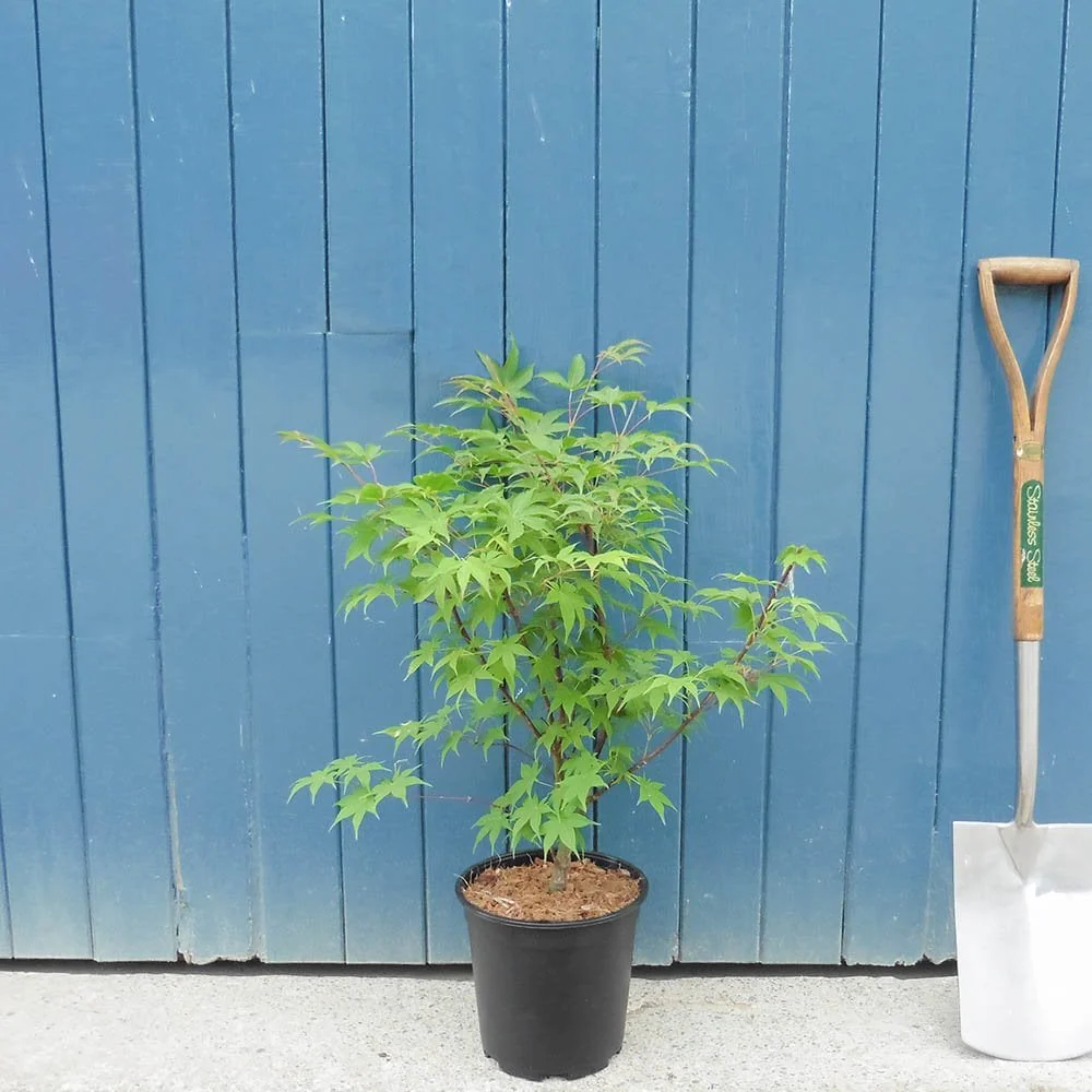 Acer palmatum 'Osakazuki' Tree - Image 5