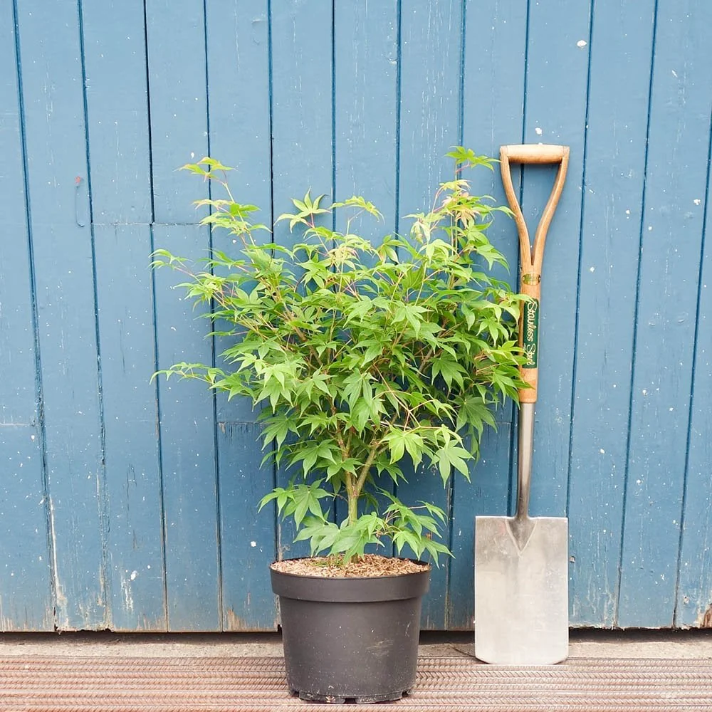 Acer palmatum 'Osakazuki' Tree - Image 6