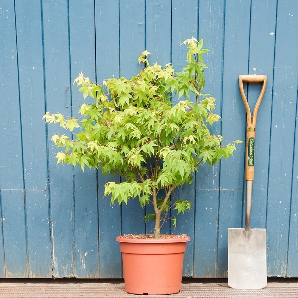 Acer palmatum 'Osakazuki' Tree - Image 7