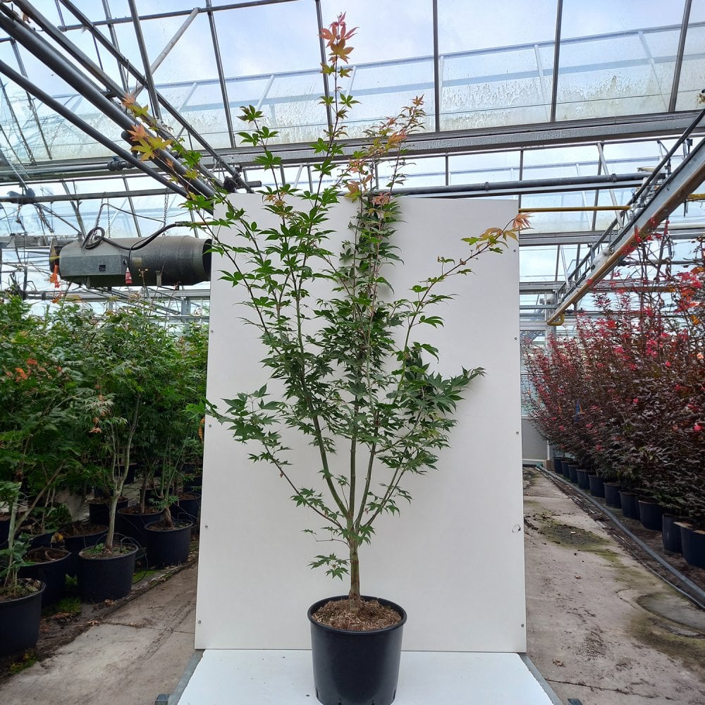 Acer palmatum 'Osakazuki' Tree - Image 8
