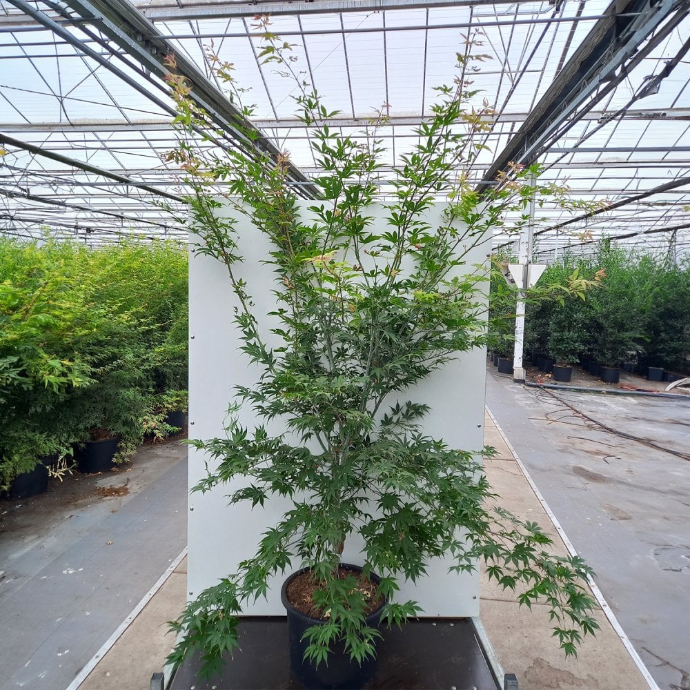 Acer palmatum 'Osakazuki' Tree - Image 9
