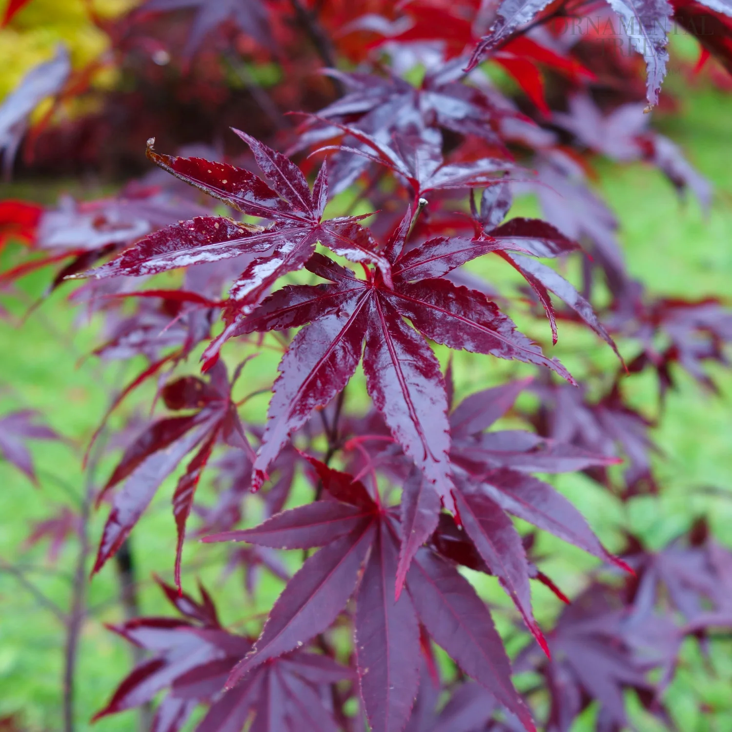 Acer palmatum 'Red Emperor' - Image 3