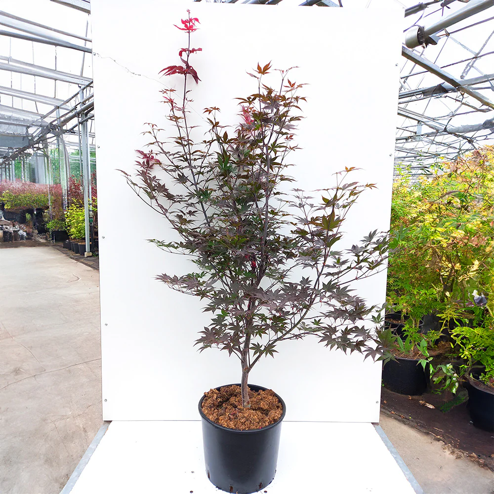 Acer palmatum 'Red Emperor' - Image 4