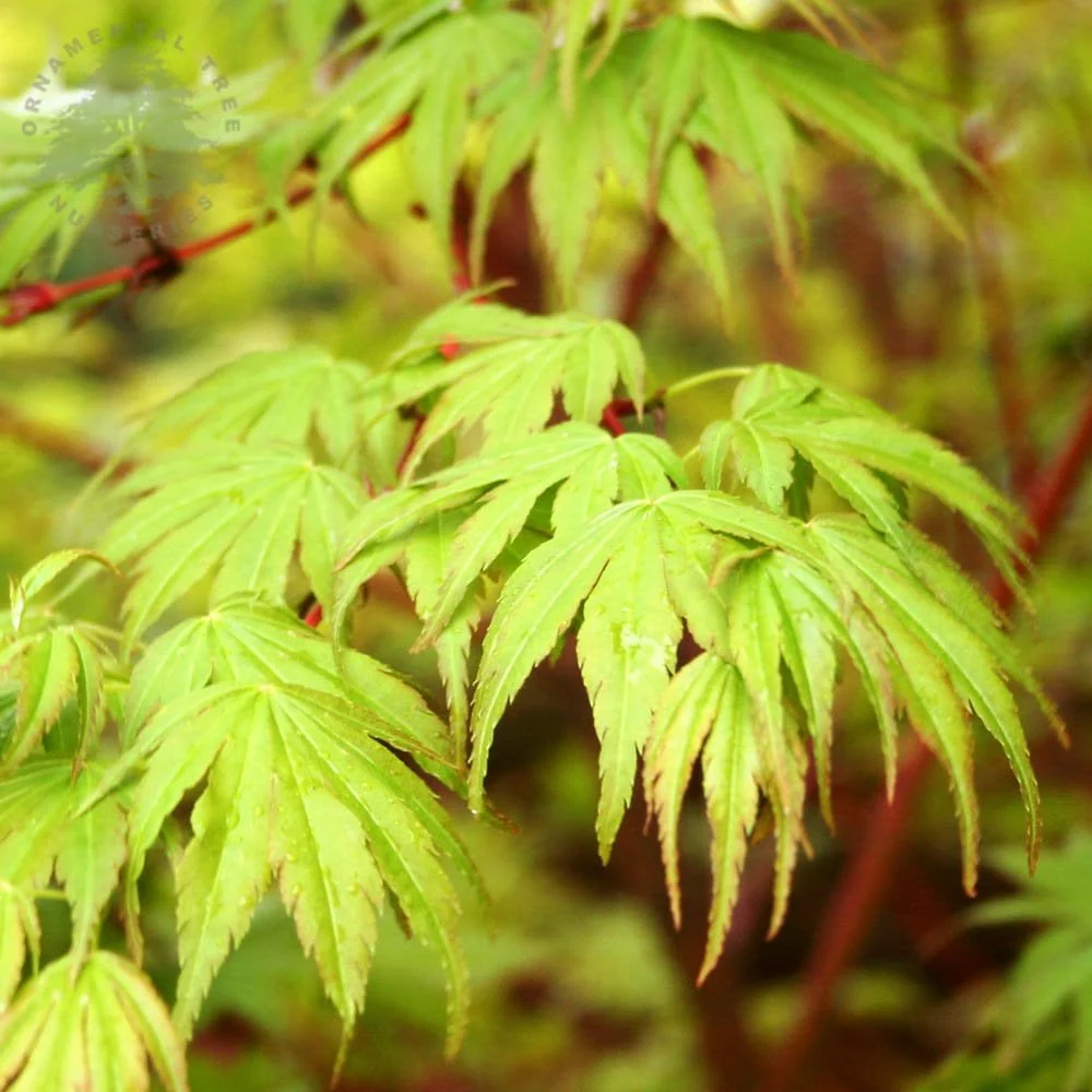 Acer palmatum 'Sango-kaku' Tree - Image 3