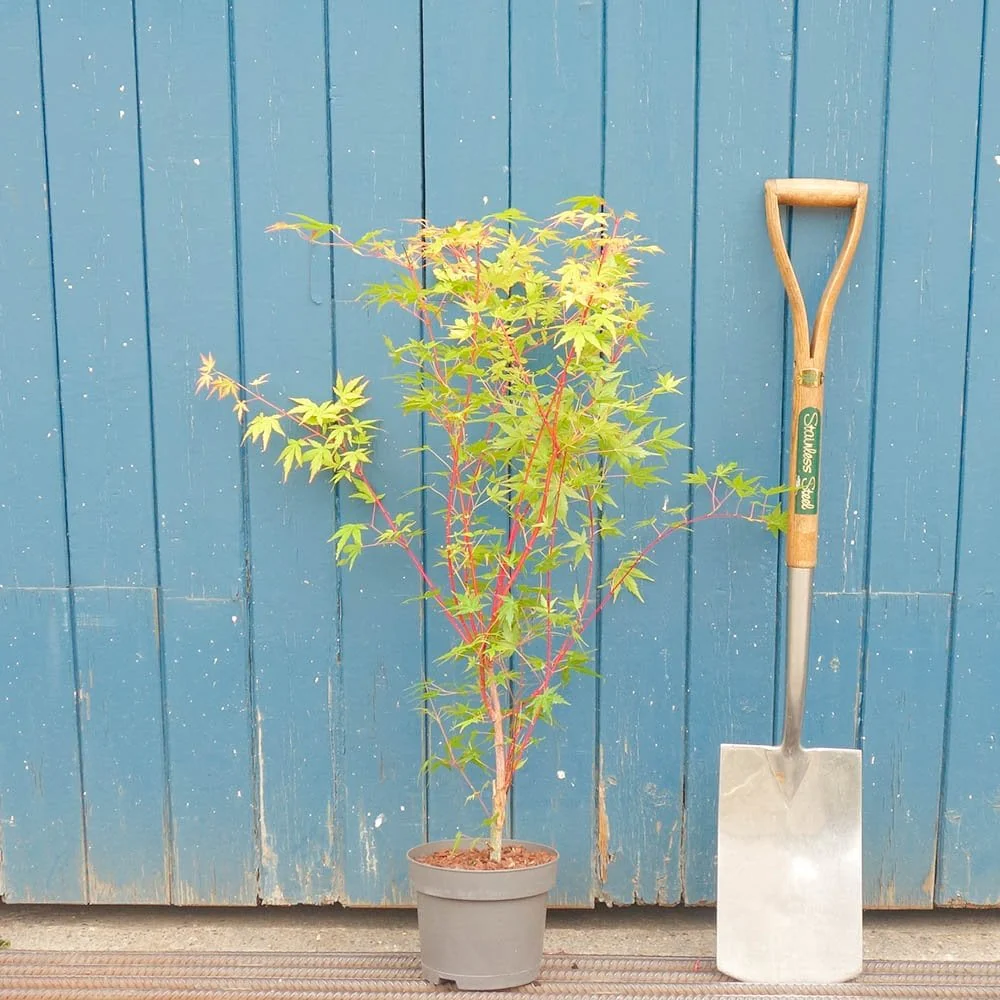 Acer palmatum 'Sango-kaku' Tree - Image 4