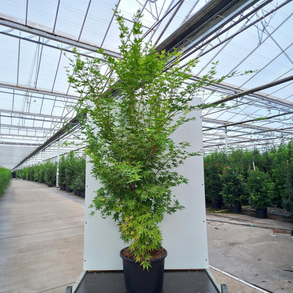 Acer palmatum 'Sango-kaku' Tree - Image 5