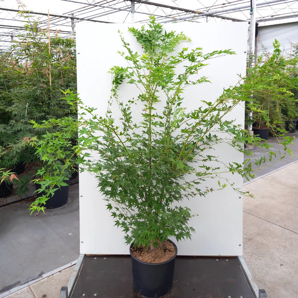 Acer palmatum 'Sango-kaku' Tree - Image 6