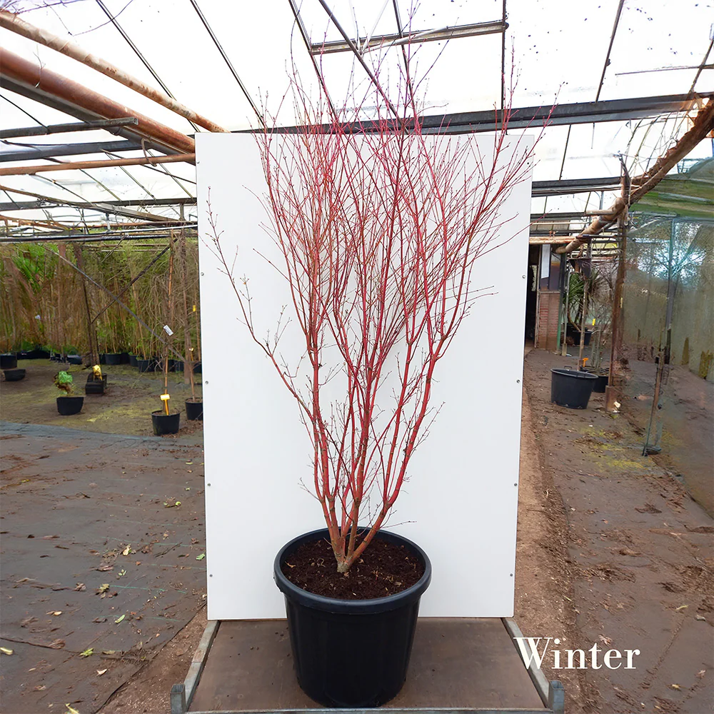 Acer palmatum 'Sango-kaku' Tree - Image 7