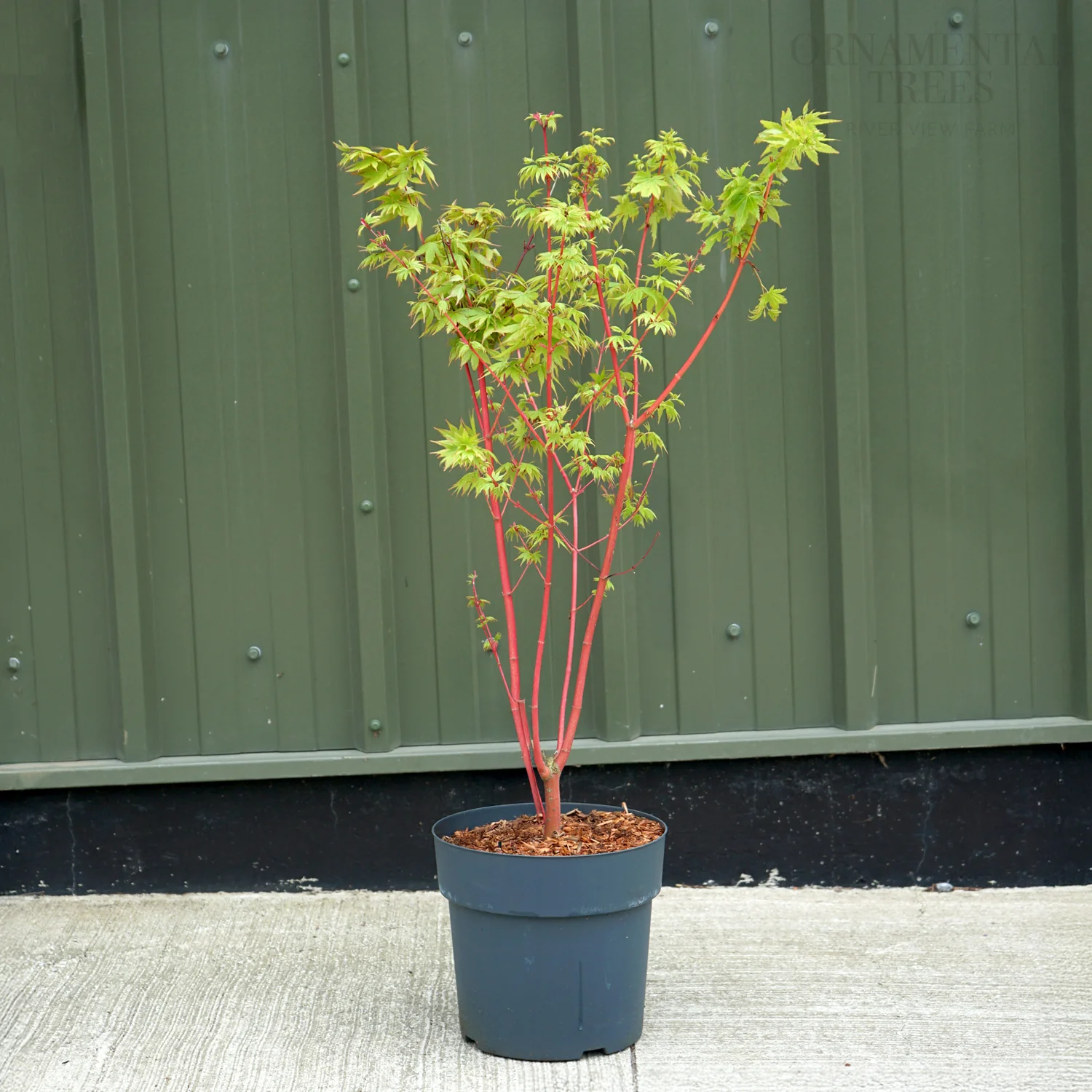 Acer palmatum 'Sango-kaku' Tree - Image 8
