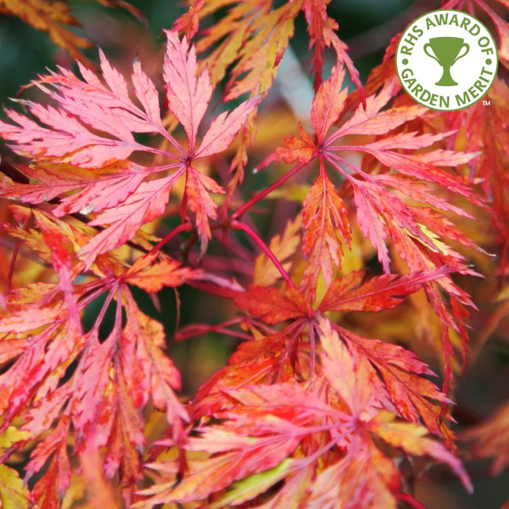 Acer palmatum 'Seiryu' Tree - Image 2