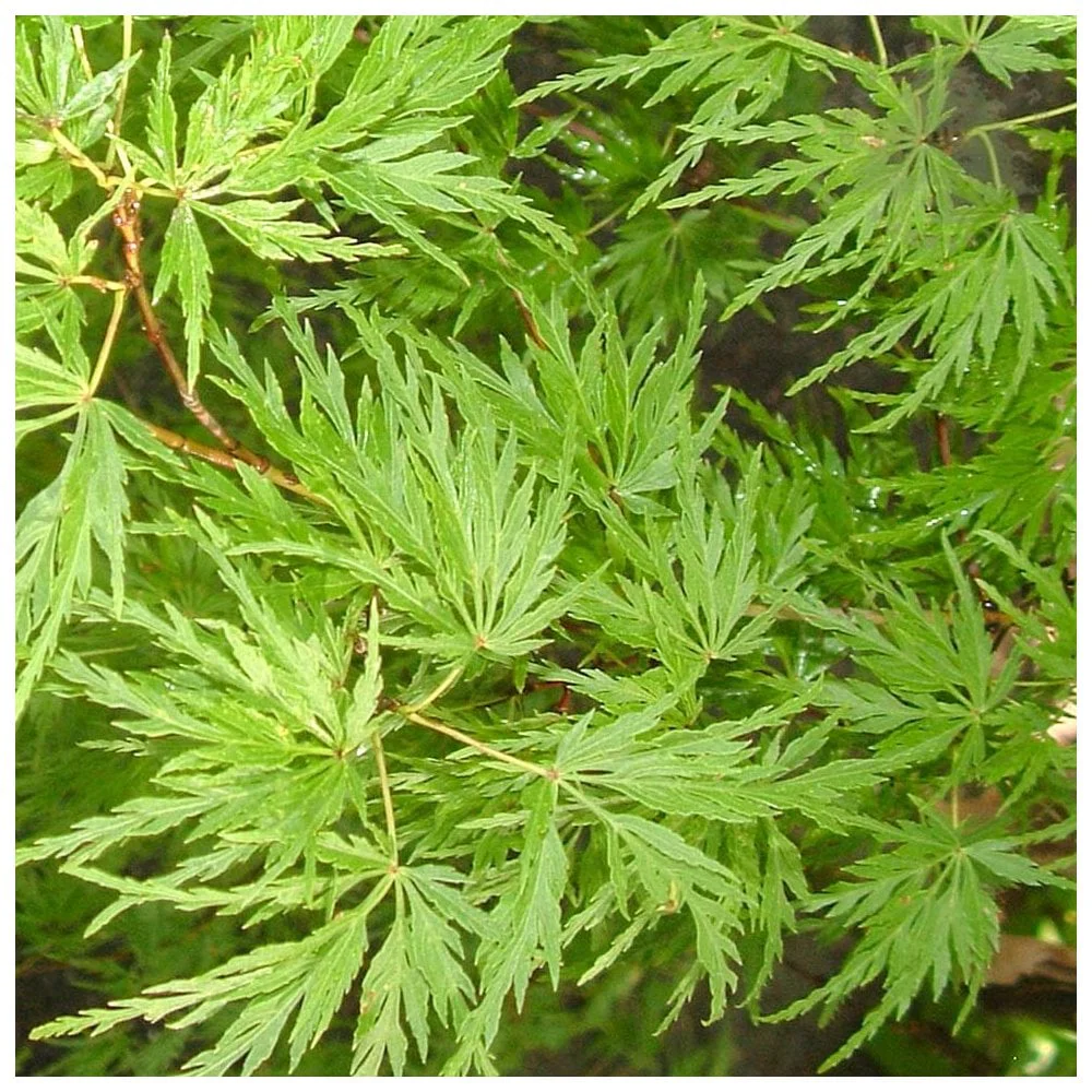 Acer palmatum 'Seiryu' Tree - Image 3