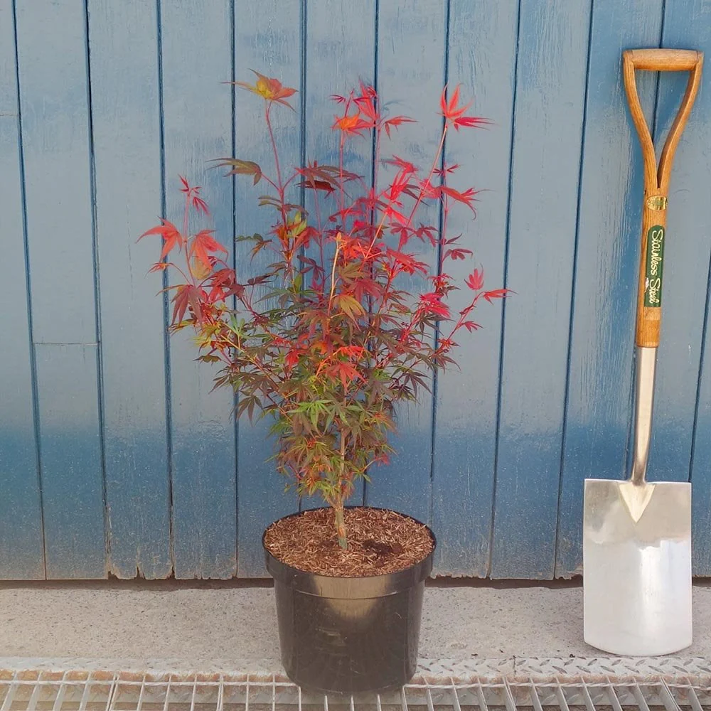 Acer palmatum 'Shaina' Tree - Image 3