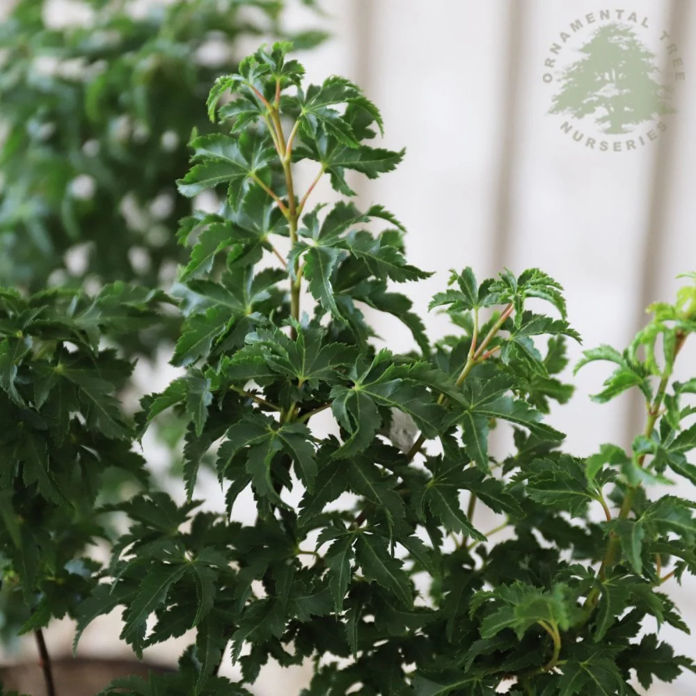 Acer palmatum 'Shishigashira' Tree - Image 2
