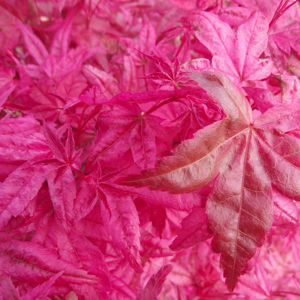 Acer palmatum 'Shishio Improved' Tree