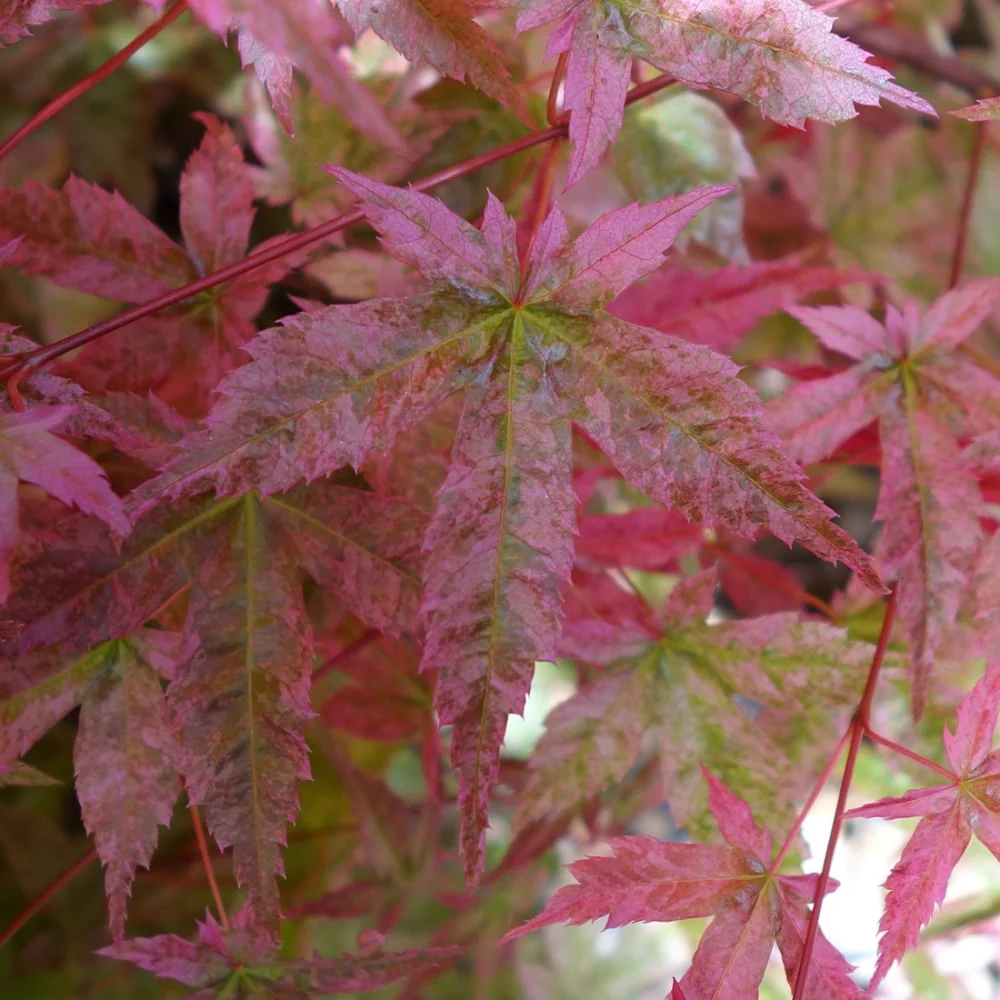 Acer palmatum 'Shishio Improved' Tree - Image 2