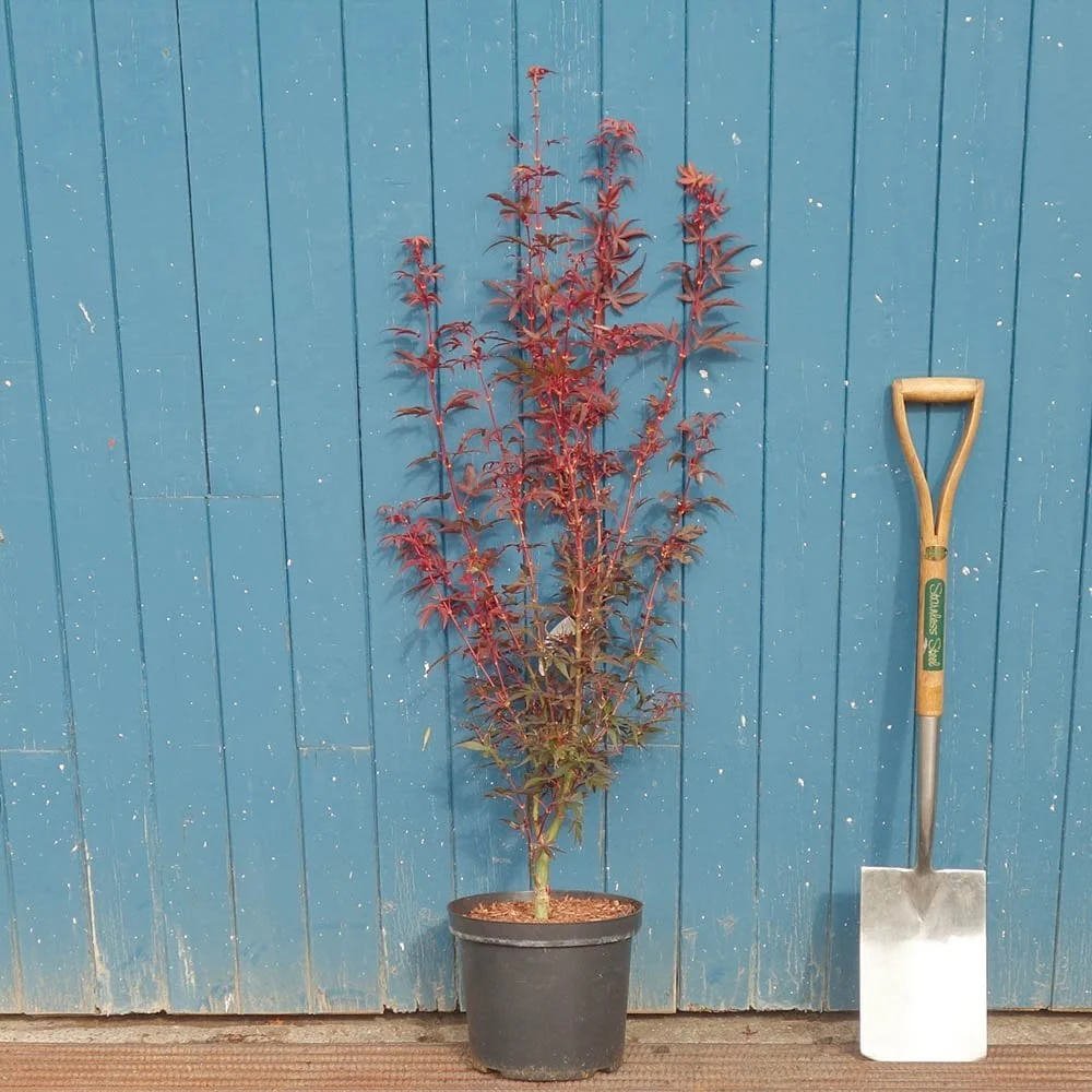 Acer palmatum 'Skeeter's Broom' Tree - Image 4